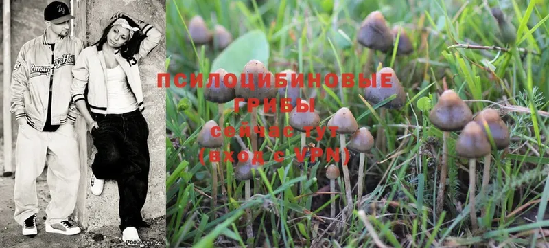 Галлюциногенные грибы Psilocybine cubensis  Новоульяновск 